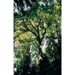 2_bigleaf_maple_tree.jpg